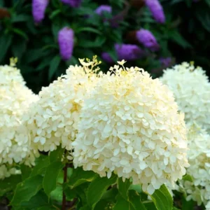 White Hydrangea Plant Tree Bush Live Shrub in Pot, Starter Plant