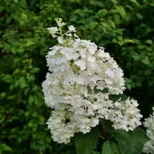 White Hydrangea Plant Tree Bush Live Shrub in Pot, Starter Plant