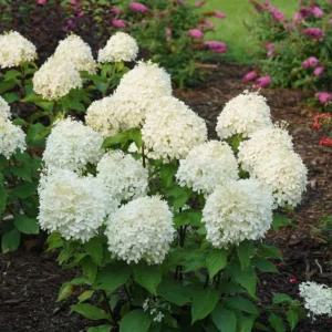 White Hydrangea Plant Tree Bush Live Shrub in Pot, Starter Plant
