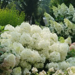 White Hydrangea Plant Tree Bush Live Shrub in Pot, Starter Plant