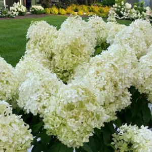 White Hydrangea Plant Tree Bush Live Shrub in Pot, Starter Plant