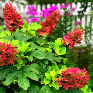 Ruby Slippers Dwarf Oakleaf Hydrangea Bush Plant Tree Live Shrub in Pot, Starter Plant
