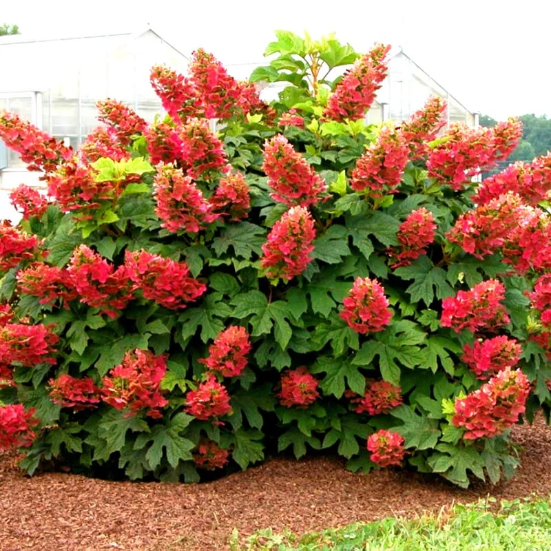 Ruby Slippers Dwarf Oakleaf Hydrangea Bush Plant Tree Live Shrub in Pot, Starter Plant