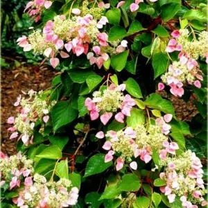 Rose Sensation False Hydrangea in Pot, Starter Plant