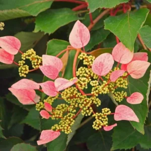 Rose Sensation False Hydrangea in Pot, Starter Plant