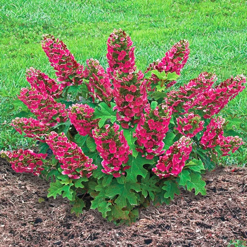 Ruby Slippers Dwarf Oakleaf Hydrangea Bush Plant Tree Live Shrub in Pot, Starter Plant