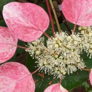 Rose Sensation False Hydrangea in Pot, Starter Plant