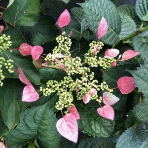 Rose Sensation False Hydrangea in Pot, Starter Plant
