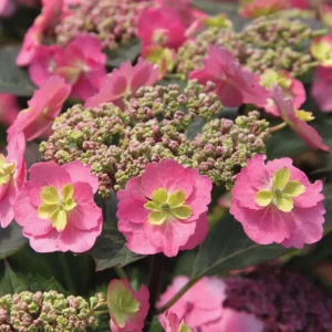 Pink Lace Hydrangea Bush Plant Tree Live Shrub 4-6