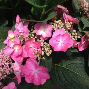 Pink Lace Hydrangea Bush Plant Tree Live Shrub 4-6