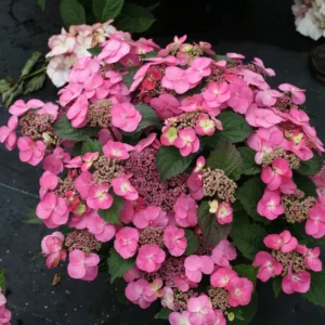 Pink Lace Hydrangea Bush Plant Tree Live Shrub 4-6