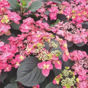 Pink Lace Hydrangea Bush Plant Tree Live Shrub 4-6