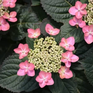 Pink Lace Hydrangea Bush Plant Tree Live Shrub 4-6