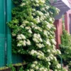 Vining Hydrangea Plant Live Climbing Vine Shade 4-5" Tall, Starter Plant