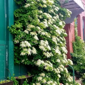Vining Hydrangea Plant Live Climbing Vine Shade 4-5" Tall, Starter Plant