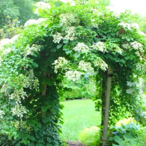 Vining Hydrangea Plant Live Climbing Vine Shade 4-5