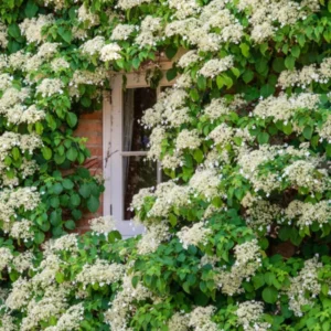 Vining Hydrangea Plant Live Climbing Vine Shade 4-5