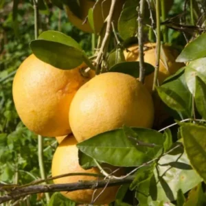 Ruby Red Grapefruit Tree in 4 Inch Pot, Well Rooted Plant