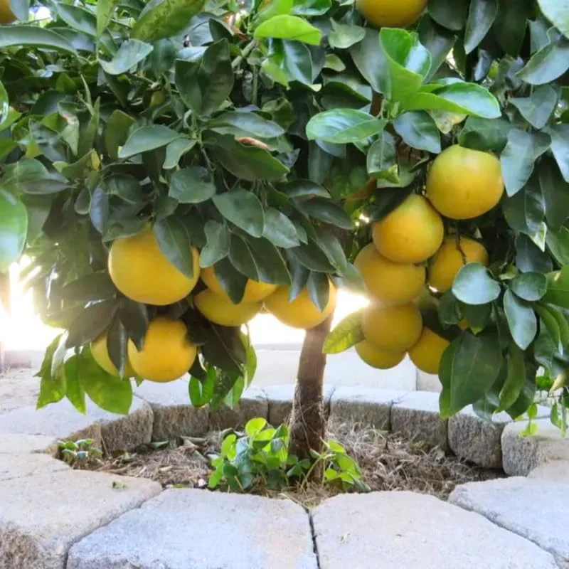 Ruby Red Grapefruit Tree in 4 Inch Pot, Well Rooted Plant
