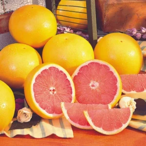Ruby Red Grapefruit Tree in 4 Inch Pot, Well Rooted Plant