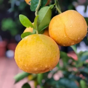 Ruby Red Grapefruit Tree in 4 Inch Pot, Well Rooted Plant
