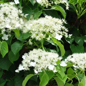 Vining Hydrangea Plant Live Climbing Vine Shade 4-5