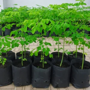 2 Trees Moringa Plants Live for Planting Oleifera Moringa Live Tree, Well Rooted, Come Without Pot, 6 to 10 Inches Tall