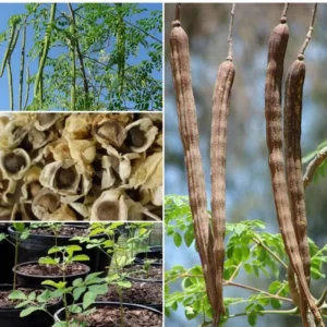 2 Trees Moringa Plants Live for Planting Oleifera Moringa Live Tree, Well Rooted, Come Without Pot, 6 to 10 Inches Tall