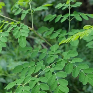 2 Trees Moringa Plants Live for Planting Oleifera Moringa Live Tree, Well Rooted, Come Without Pot, 6 to 10 Inches Tall
