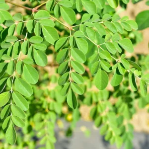 2 Trees Moringa Plants Live for Planting Oleifera Moringa Live Tree, Well Rooted, Come Without Pot, 6 to 10 Inches Tall