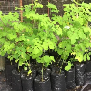 Set 2 Moringa Drumstick Trees, Horseradish Tree, Moringa Oleifera Plant Live, 6 To 8 Inches Tall, Uwell-rooted, No Pot