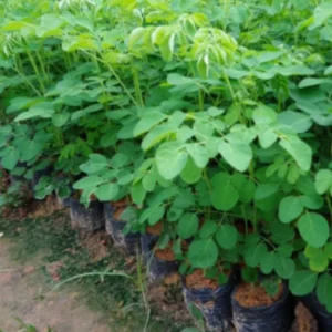 Set 2 Moringa Drumstick Trees, Horseradish Tree, Moringa Oleifera Plant Live, 6 To 8 Inches Tall, Uwell-rooted, No Pot