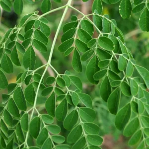 Set 4 Moringa Plants Trees for Growing, Moringa Drumstick Trees, Horseradish Tree, Moringa Oleifera Plant Live, No Pot, Well Rooted