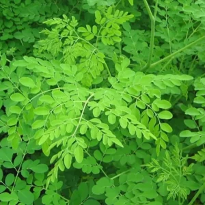 Set 4 Moringa Plants Trees for Growing, Moringa Drumstick Trees, Horseradish Tree, Moringa Oleifera Plant Live, No Pot, Well Rooted