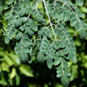 Set 4 Moringa Plants Trees for Growing, Moringa Drumstick Trees, Horseradish Tree, Moringa Oleifera Plant Live, No Pot, Well Rooted