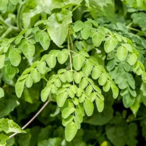 Set 4 Moringa Plants Trees for Growing, Moringa Drumstick Trees, Horseradish Tree, Moringa Oleifera Plant Live, No Pot, Well Rooted