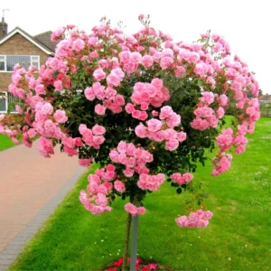 Pink Rose Bush Plant Live Shrub for Planting, Fragrant Rose Bushes Plant Live, Pink Rose for Planting, Starter Size, 4 to 10 Inc Tall