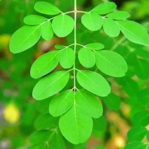 4 Moringa Live Tree Moringa Plant, Oleifera Moringa Live Tree, Well Rooted, 6 To 8 Inches In Tall, No Pot
