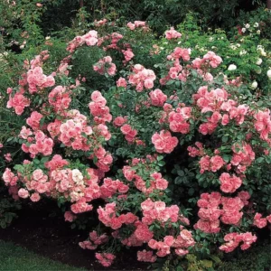 Pink Rose Bush Plant Live Shrub for Planting, Fragrant Rose Bushes Plant Live, Pink Rose for Planting, Starter Size, 4 to 10 Inc Tall