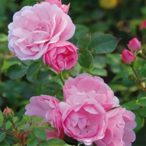 Pink Rose Bush Plant Live Shrub for Planting, Fragrant Rose Bushes Plant Live, Pink Rose for Planting, Starter Size, 4 to 10 Inc Tall