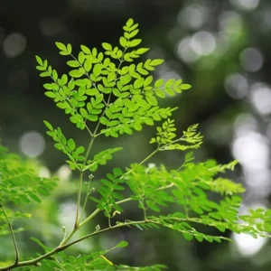 4 Moringa Live Tree Moringa Plant, Oleifera Moringa Live Tree, Well Rooted, 6 To 8 Inches In Tall, No Pot