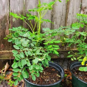 4 Moringa Live Tree Moringa Plant, Oleifera Moringa Live Tree, Well Rooted, 6 To 8 Inches In Tall, No Pot