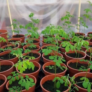 4 Moringa Live Tree Moringa Plant, Oleifera Moringa Live Tree, Well Rooted, 6 To 8 Inches In Tall, No Pot