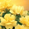 Lemon Yellow Rose Bush Plant Live Shrub Rebloomers, Fragrant Rose Bushes Plant Live, Roses for Planting, Starter Size, 4 to 10 Inc Tall