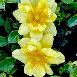 Lemon Yellow Rose Bush Plant Live Shrub Rebloomers, Fragrant Rose Bushes Plant Live, Roses for Planting, Starter Size, 4 to 10 Inc Tall