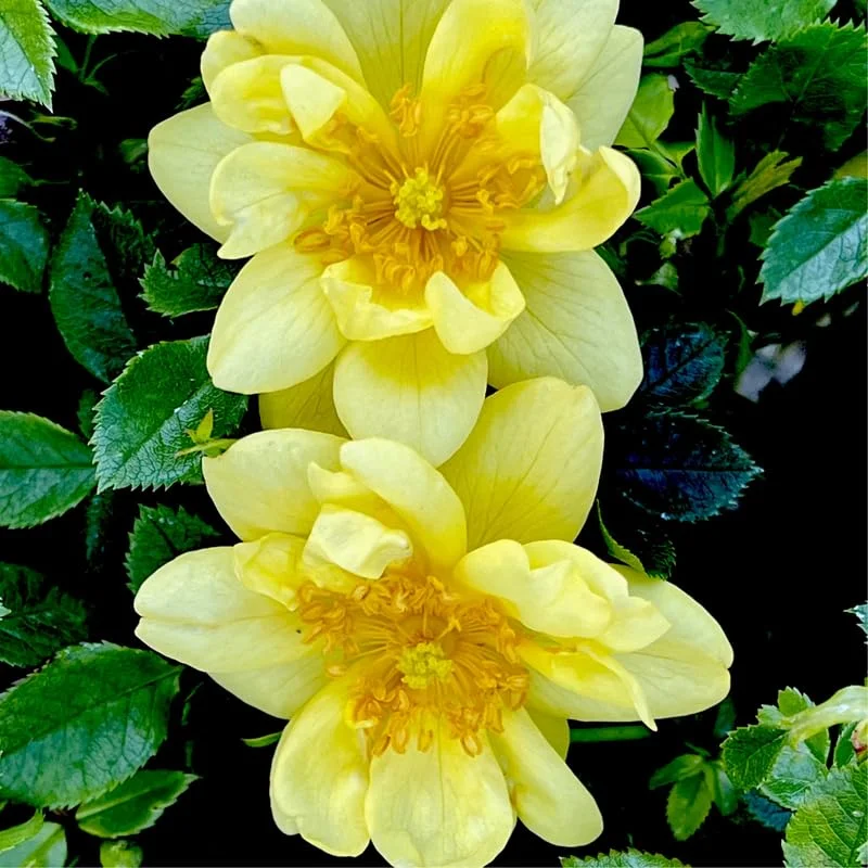 Lemon Yellow Rose Bush Plant Live Shrub Rebloomers, Fragrant Rose Bushes Plant Live, Roses for Planting, Starter Size, 4 to 10 Inc Tall