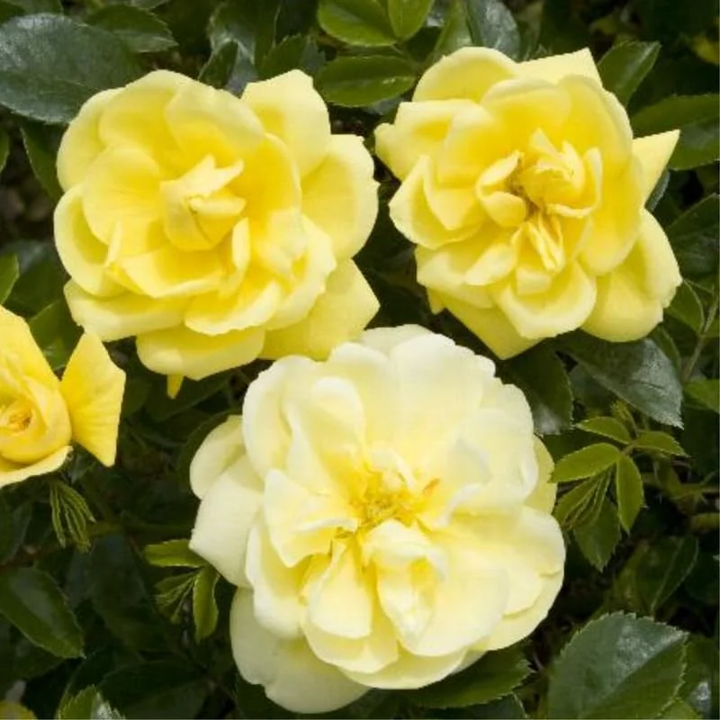 Lemon Yellow Rose Bush Plant Live Shrub Rebloomers, Fragrant Rose Bushes Plant Live, Roses for Planting, Starter Size, 4 to 10 Inc Tall