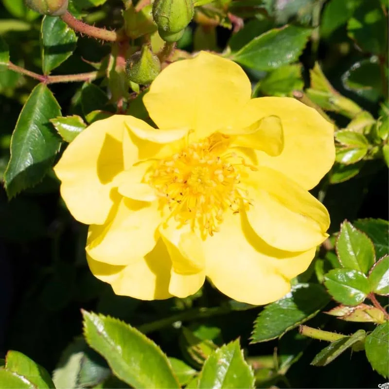 Lemon Yellow Rose Bush Plant Live Shrub Rebloomers, Fragrant Rose Bushes Plant Live, Roses for Planting, Starter Size, 4 to 10 Inc Tall