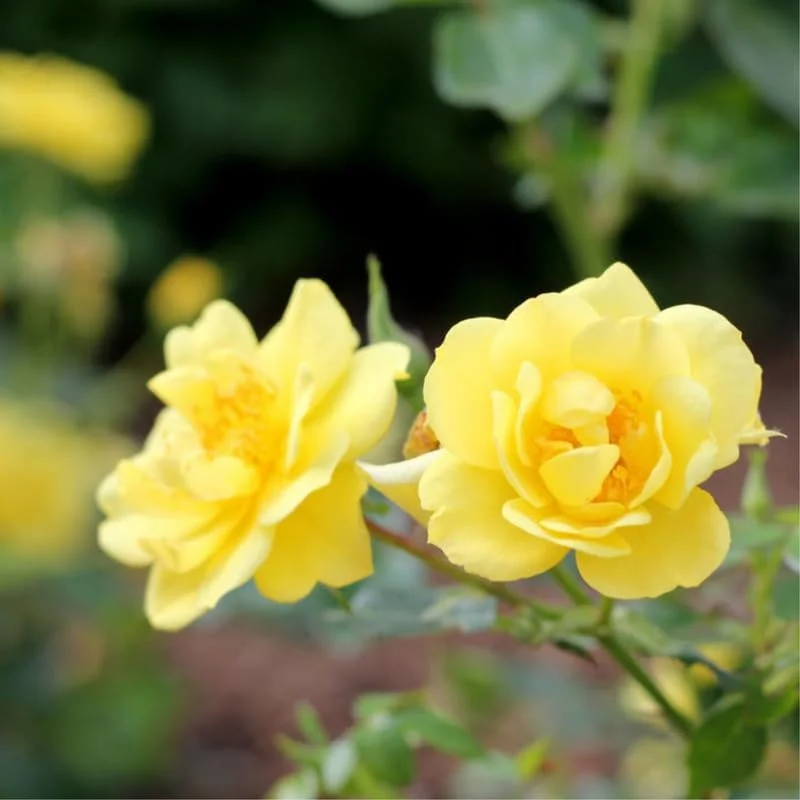 Lemon Yellow Rose Bush Plant Live Shrub Rebloomers, Fragrant Rose Bushes Plant Live, Roses for Planting, Starter Size, 4 to 10 Inc Tall