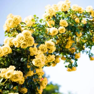 Lemon Yellow Rose Bush Plant Live Shrub Rebloomers, Fragrant Rose Bushes Plant Live, Roses for Planting, Starter Size, 4 to 10 Inc Tall